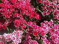 Floral Lace Dianthus / Dianthus chinensis 